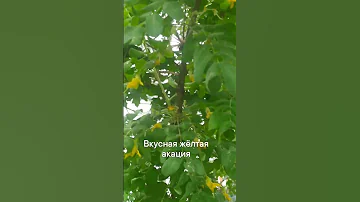 Вкусная жёлтая акация