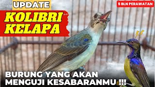 YANG TIDAK TERBIASA RAWAT BURUNG TIDAK SAYA SARANKAN RAWAT BURUNG INI❗KOLIBRI KELAPA❗