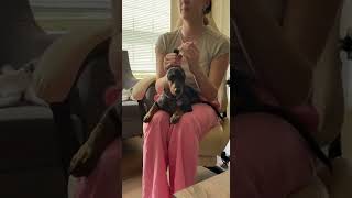 Girl Strokes And Pulls Her Black Dogs Ears In Lap