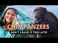Trekking in rwanda part 1  chimpanzees in nyungwe national park  the epic suspension bridge