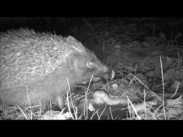 Wildlife Trail Camera - 7.8.2019