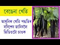    bengena kheti in assamese  brinjal farming in assamese