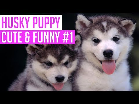 Husky Puppy : Cute And Funny Instagram Videos 1