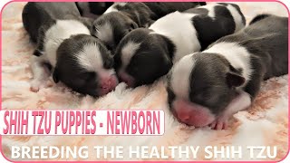 Reba & Jessie's Shih Tzu Puppies  4 Hours Old!