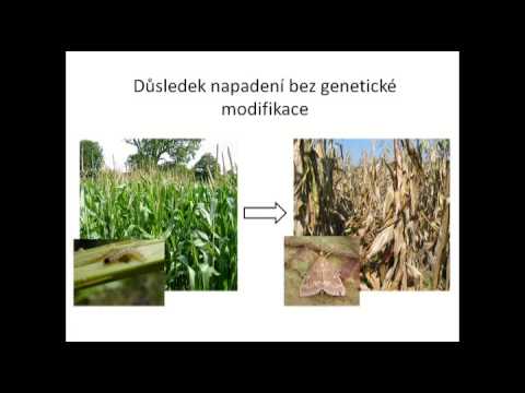 Video: Aké potraviny sú geneticky modifikované v Austrálii?