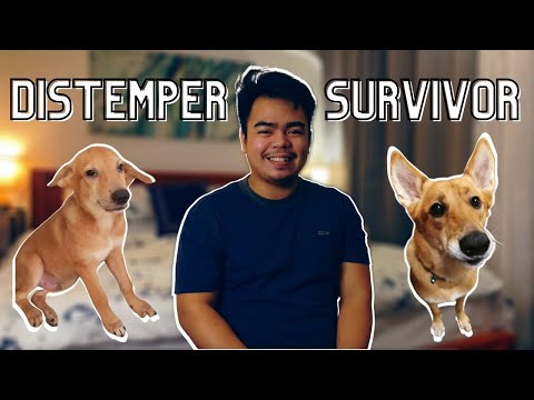 Video: Kung Paano Ipinadala Ang Distemper Sa Mga Aso