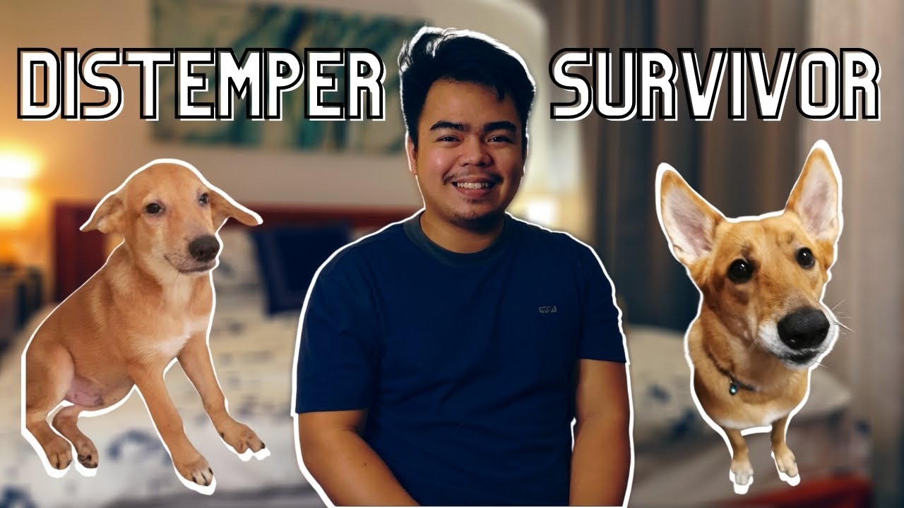 How My Dog Survived Parvo And Distemper Pt. 2 | QA With Vet | Zcbb