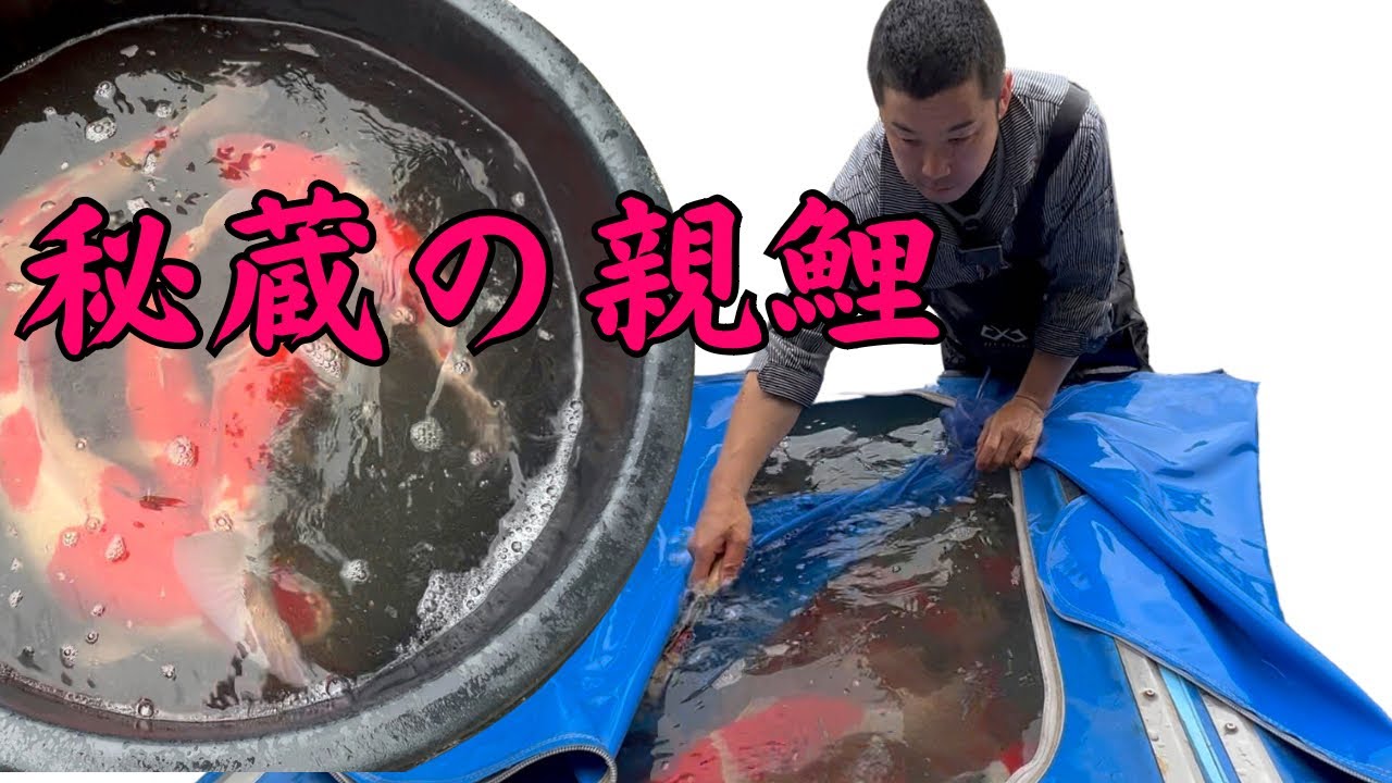 錦鯉の親鯉、卵を産む#塩田養鯉場 #koifish #koi