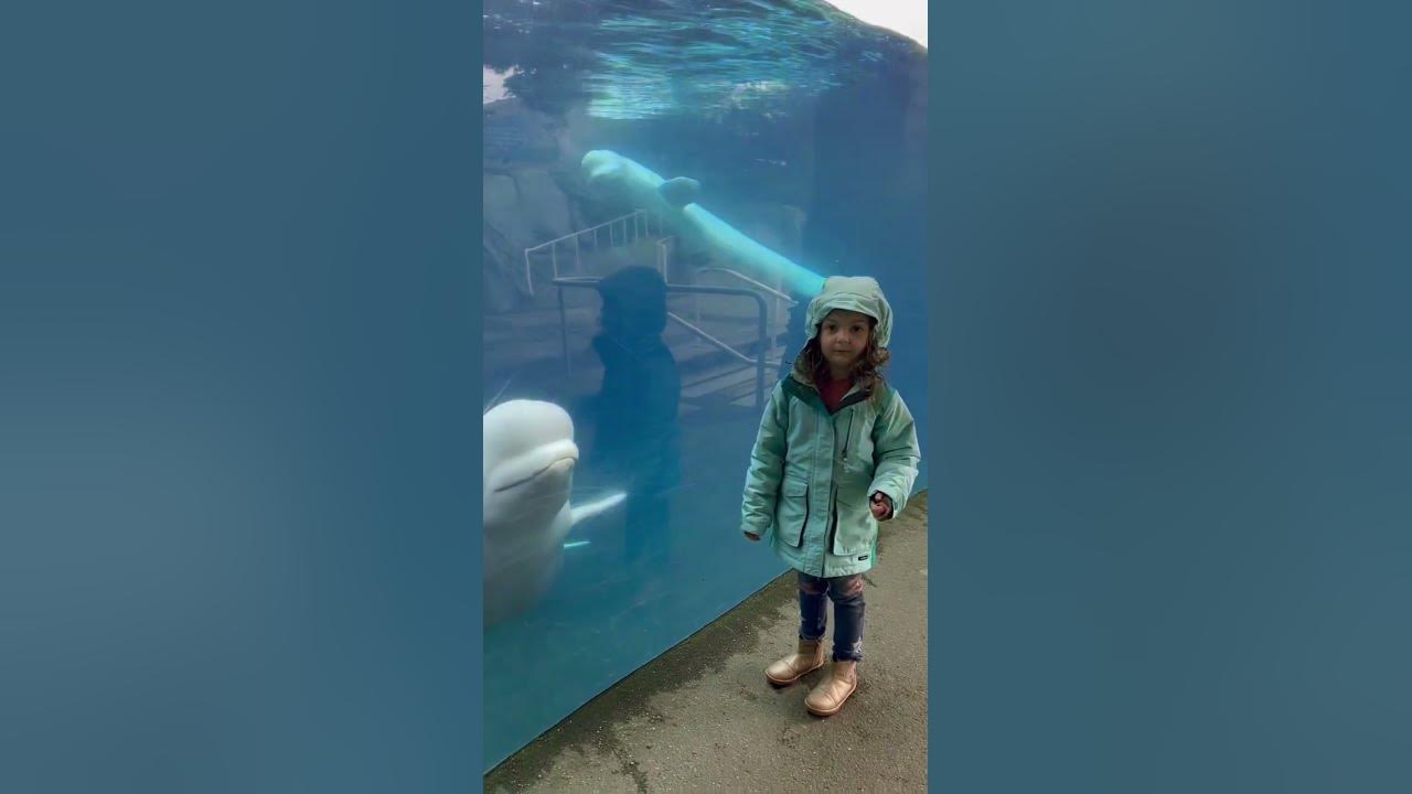 Did you know Beluga whales use echolocation? This allows them to hunt