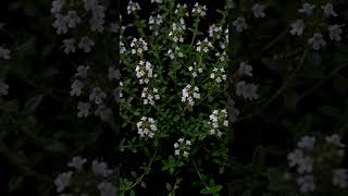 🌿 Thyme Seed to Lush Herb | 10-Second Growth Timelapse