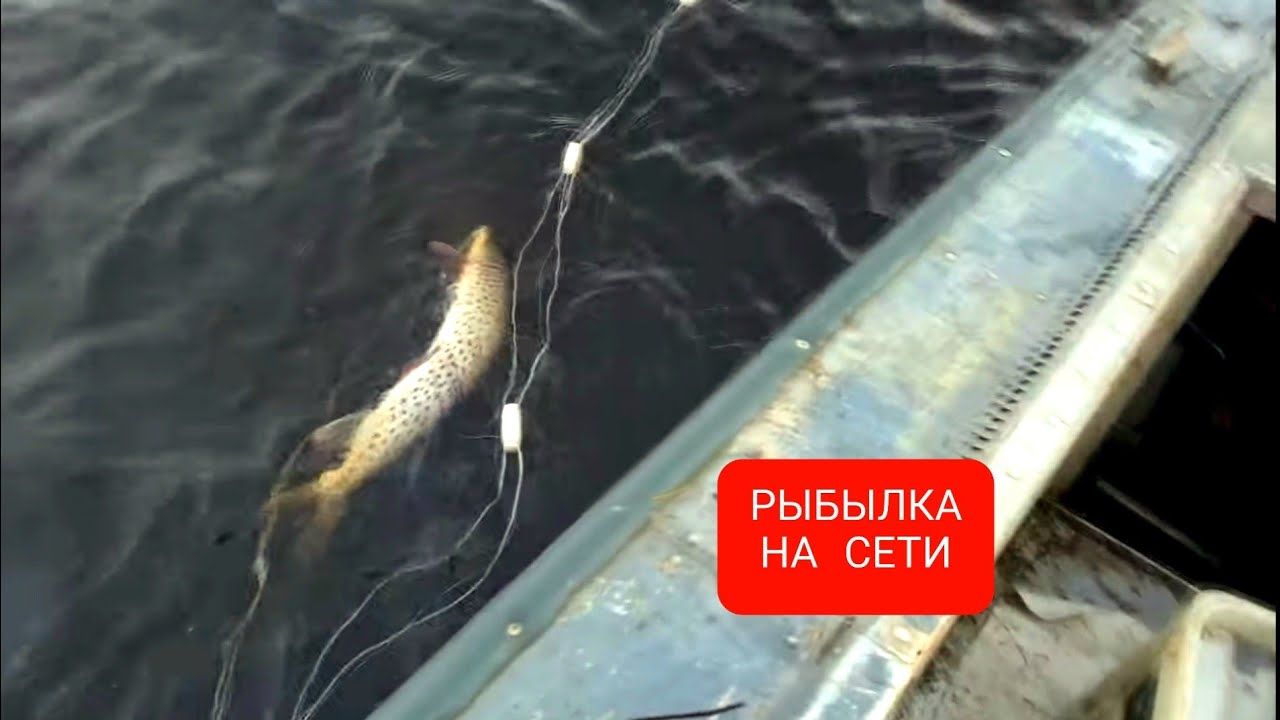 Сеть на щуку. Рыбалка в Комсомольске.