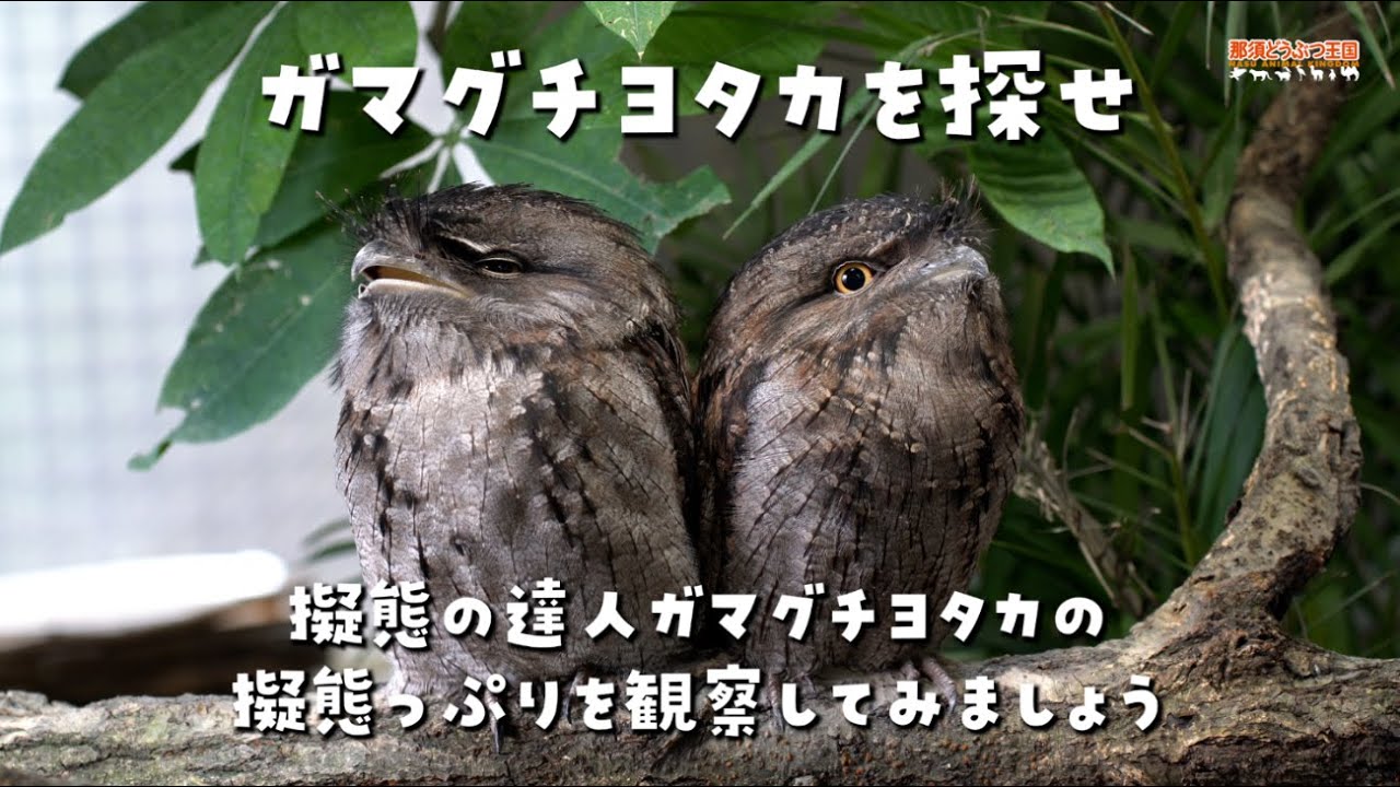 ヨタカ ガマグチヨタカを探せ Where S Tawny Frogmouth Youtube ヨタカ ガマグチヨタカを探せ Where S Tawny Frogmouth Youtube