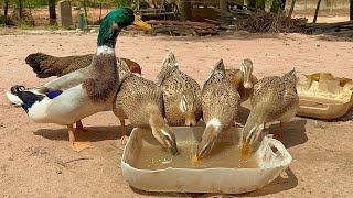 4K Video  Ducks Eating Food