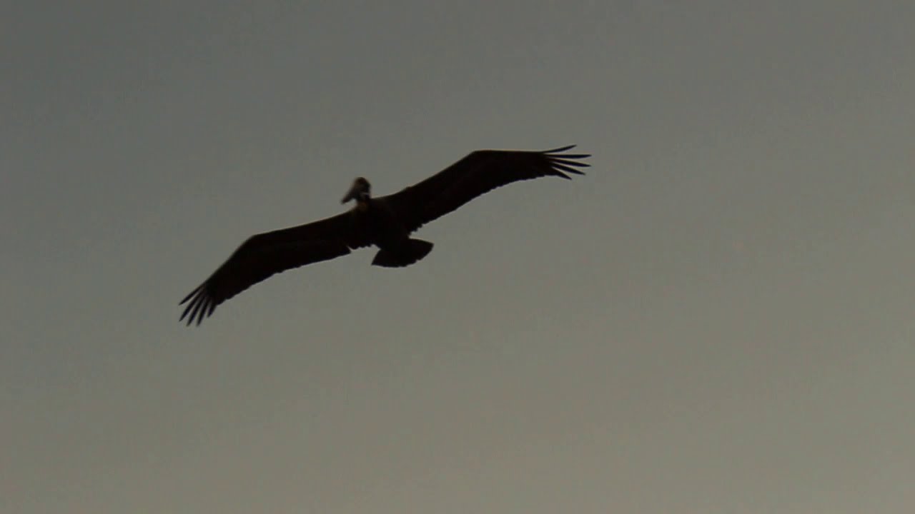 Focused (Cinematic Short)