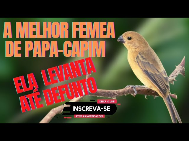 Fêmea de Papa Capim Chamando – Applications sur Google Play