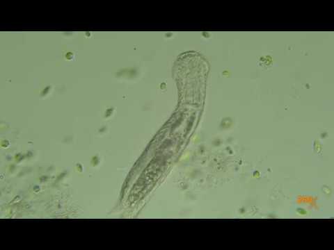 4K, Microscopic  Gastrotricha, Sp, feeding on detritus