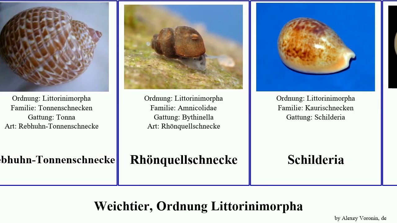 Weichtier, Ordnung Littorinimorpha cypraea lynx isabella barbieri mollusca moneta fusca pulchra