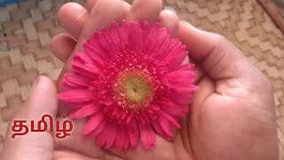 DRYING FLOWERS FOR RESIN❤️ கைத்தொழில் ஒன்றை கற்றுக்கொள்❤️