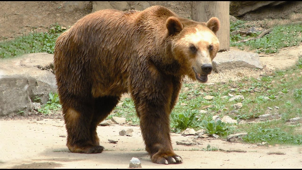 La réintroduction de l'ours brun dans les Pyrénées 🧸
