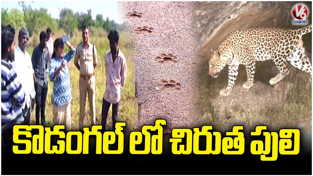Leopard Foot Prints Found At Kodangal | Vikarabad District | V6 News
