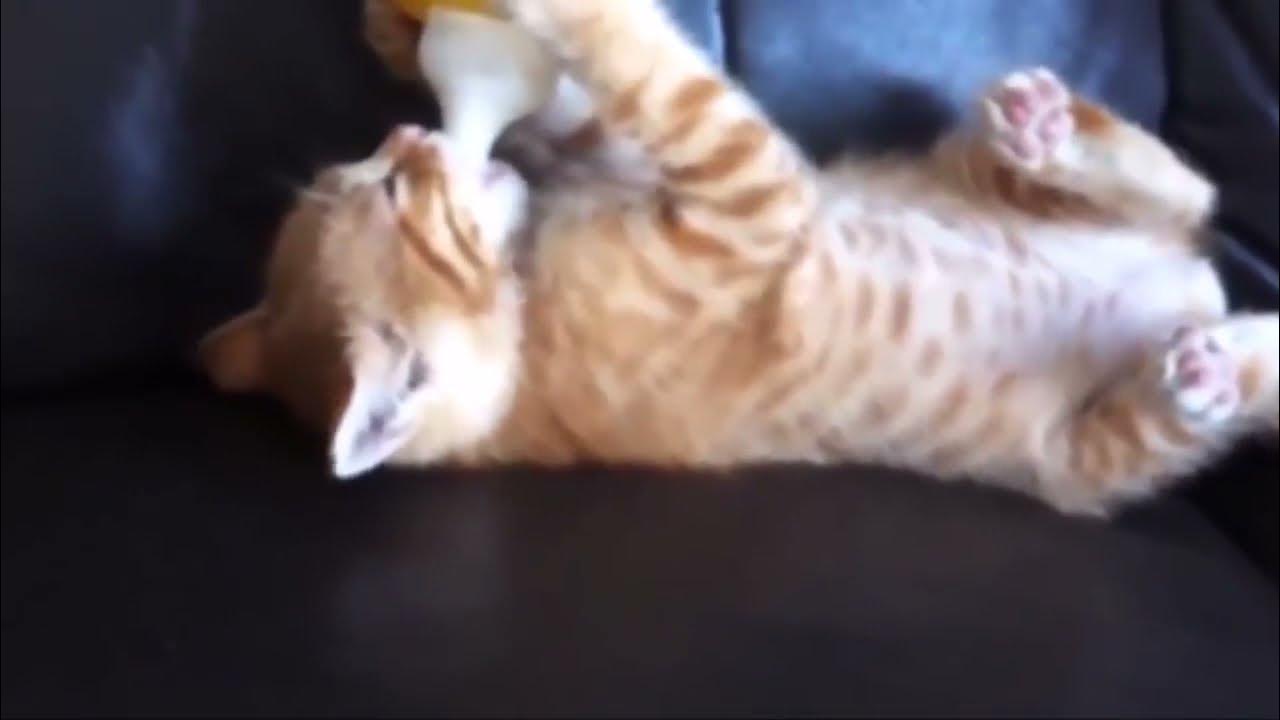 самый смешной кот. смешные коты и кошки до слёз. прикольные ролики с котами. забавные ролики про котов. смешные ролики про кошек.