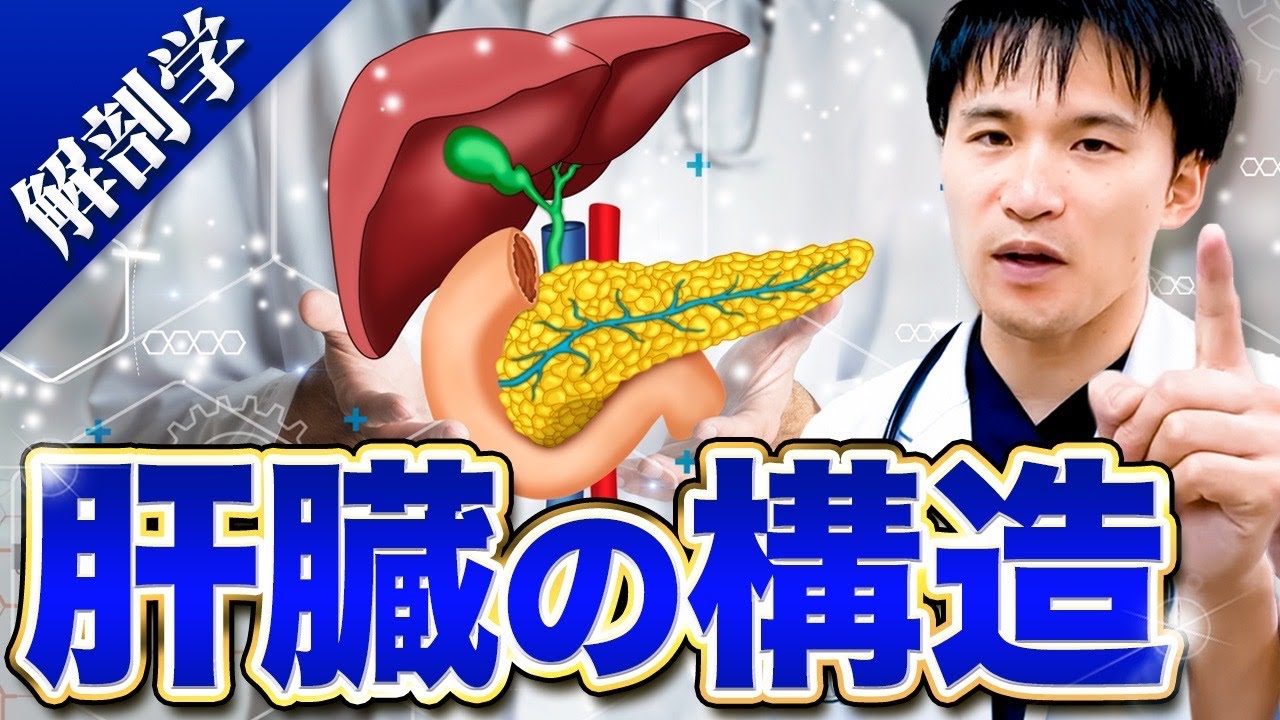 【進級試験CBT対策】動画を見るだけ!!肝臓をカンタンに暗記できる裏技を詰め込みました。【医学部解剖学】 — Transcript