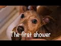 The first shower【Italian Greyhound】初のお家シャワー【イタグレ子犬】