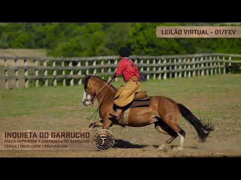 Lote 22 - Inquieta do Garrucho