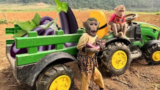 Baby monkey Bim Bim and Obi harvest eggplants and eat them in the swimming pool by Baby Monkey Animal 26,079 views 4 weeks ago 7 minutes, 11 seconds