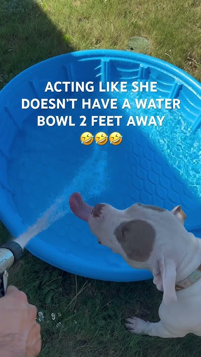 My Dog Acts Like She Doesn t Have A Water Bowl Two Feet Away shorts my-dog-acts-like-she-doesn-t-have-a-water-bowl-two-feet-away-shorts