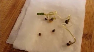 Blue Cookies transplanting