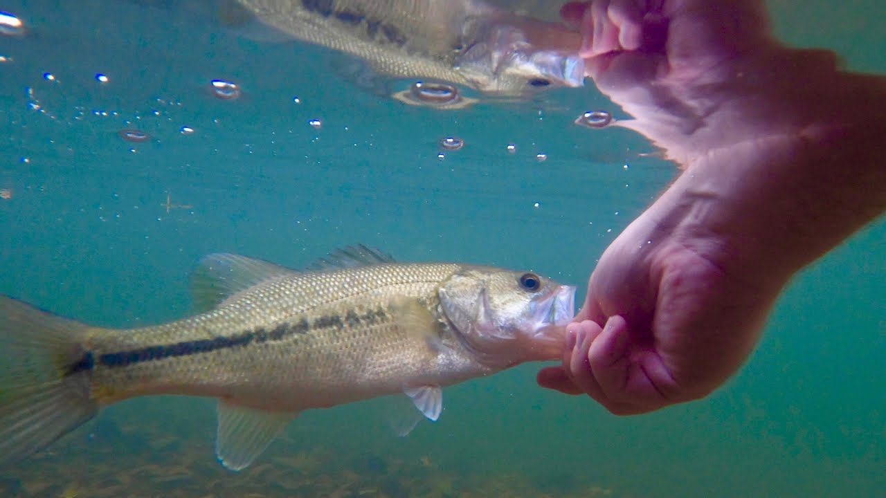 Fall Creek Wading Spotted Bass, Largemouth Bass and Smallmouth Bass