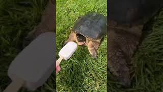 i shared my icecream with a snapping turtle #rip🤯🤯