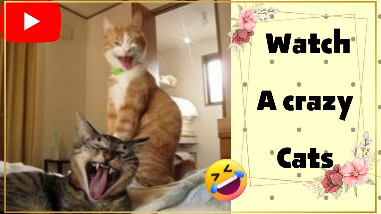 funny cats videos 💕 cute cats compilation 😹crazy cats 2 - YouTube