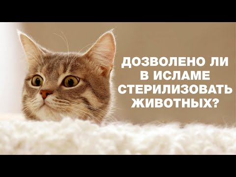 Можно ли стерилизовать животных? Спросите имама