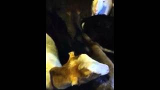 Castle Farms Brant NY -dairy goat farm-