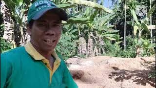 SURVEI LIMBAH SAGU DI JAYAPURA,  PAPUA UNTUK MEDIA JAMUR