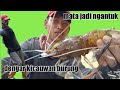 Mancing Di Iringi Dg Kicauan Burung Mp3 - Mp4 Download