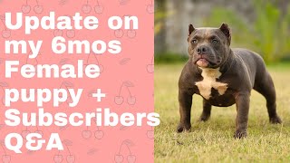 Update on my 6 mos old Blue American Bully + Subs Q&A