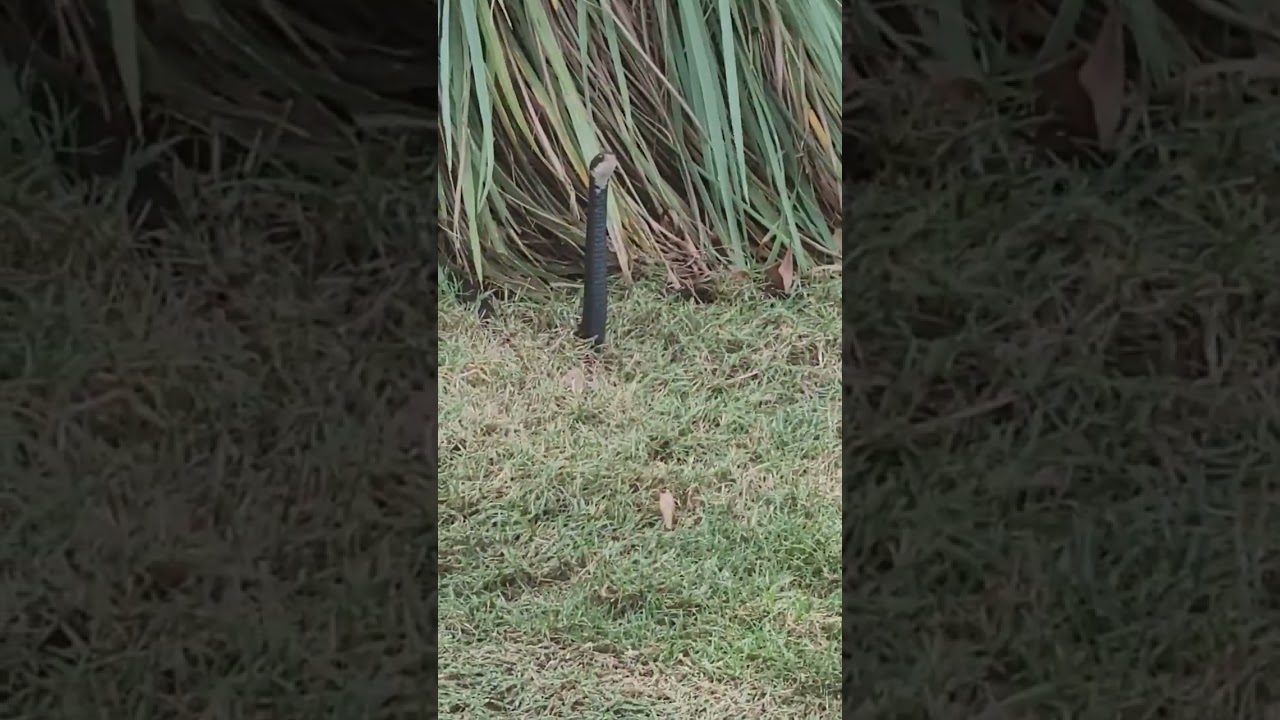 Black Racer Periscoping