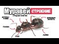 Муравьи.Путешествие муравья.Насекомые для детей