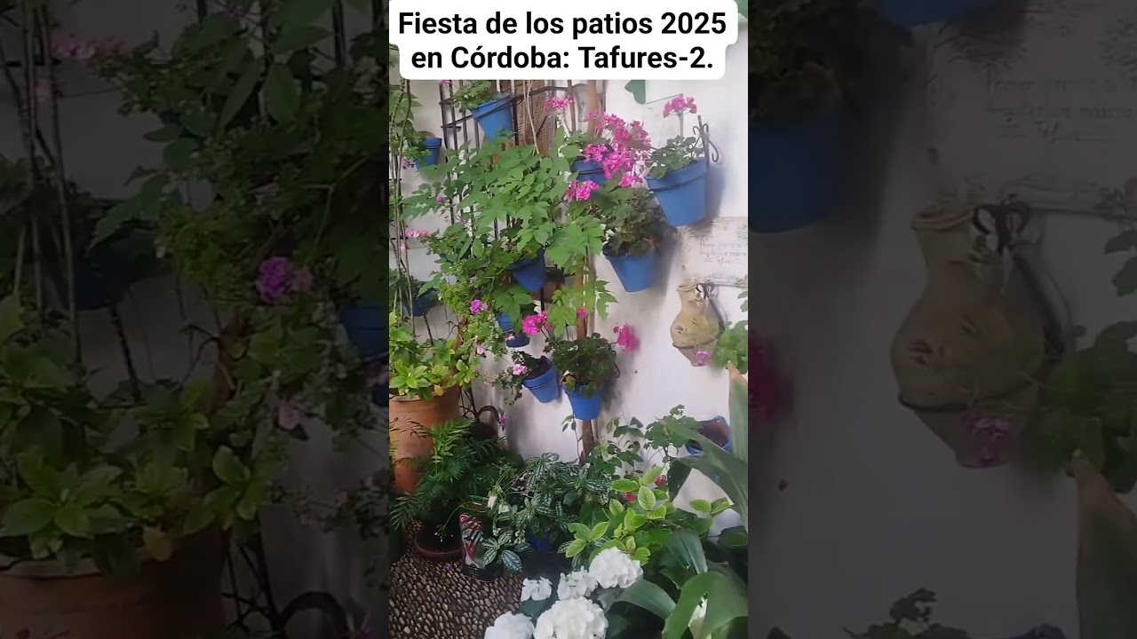 FIESTA DE LOS PATIOS 2025 EN CÓRDOBA: TAFURES-2. España.