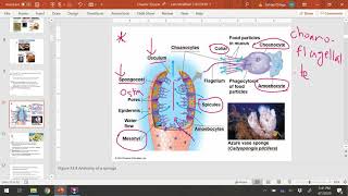 BIOL 1407 - Chapter 33 Part 1