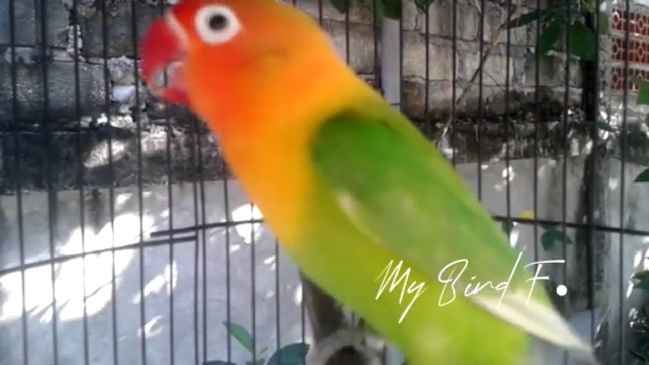 LOVEBIRD ini RAJANYA Memancing LAWAN, Jadikan LOVEBIRD PAUD BALIBU