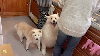 極秘伝のカステラ作り中、美味しさの気配を察知して集まりだす柴犬とサモエドが可愛すぎました。