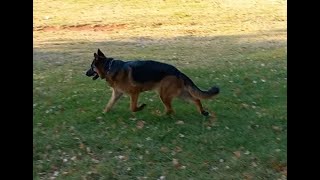 Take a 2 minute break (breathe and relax) by Adventures with Lycan my German Shepherd Dog 61 views 1 month ago 2 minutes, 37 seconds