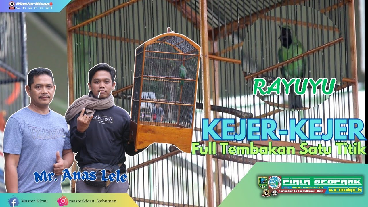 Cucak Hijau Rayuyu Kejer-Kejer 🔥 Full Tembakan Satu Titik