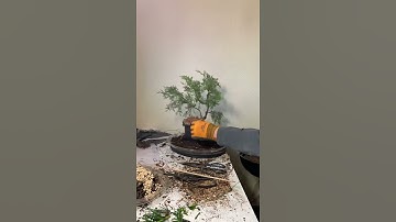 Repotting my juniper bonsai (timelapse)