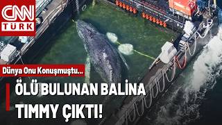 Herkes Onu Konuşmuştu! Kambur Balina Timmy Danimarka Kıyılarında Ölü Bulundu