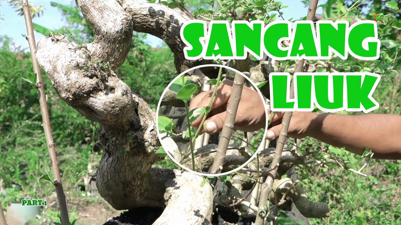 WOOWW😱😱 TERNYATA INI CARA AWAL BUAT SANCANG MELIUK